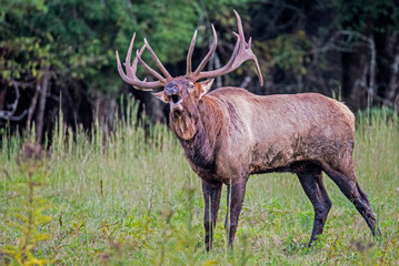 Naklejka na ściany i meble A bull Elk walking in a grassy field bugling during the rutting season.