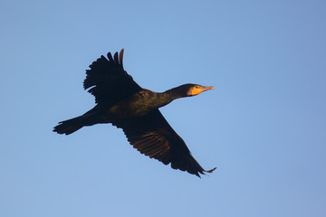 Cormorano (Phalacrocorax carbo) in volo su sfondo cielo blu