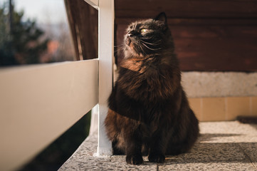Black Chantilly Tiffany cat on the balcony in high altitude looking down and posing to camera on...