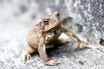 Brown Toad Isolated Close up