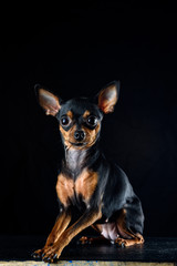 little dog on a black background.