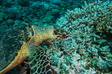 Hawksbill sea turtle in the Red Sea, dahab, blue lagoon sinai