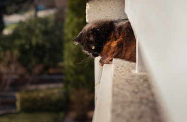 Black Chantilly Tiffany cat on the balcony in high altitude looking down and posing to camera on sunset. Dark cat with big and yellow eyes sitting, sunbathing and relaxing on balcony in springtime.