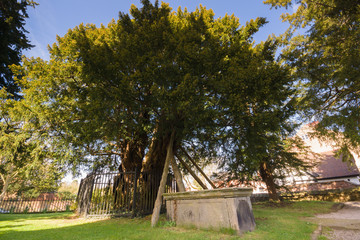 The ancient yew tree thought to be 1500-2000 years old one of the seven wonders of Wales at Saint Mary the Virgin Church Overton on Dee North Wales