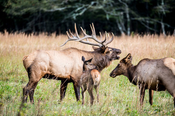A bull Elk checks on his female harem during the rutting season.