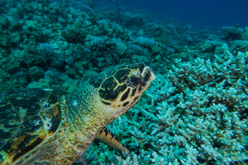 Naklejka na ściany i meble Hawksbill sea turtle in the Red Sea, dahab, blue lagoon sinai