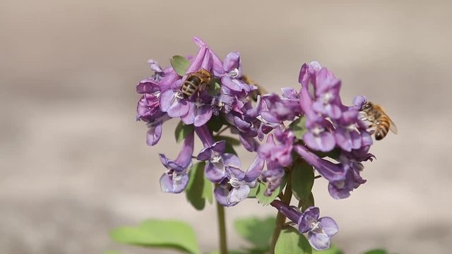 Violet blooming corydalis cava in light breeze, spring blue flowers, first spring plants. Hardworking bee flying from blossom to blossom collecting honey. Slow motion video