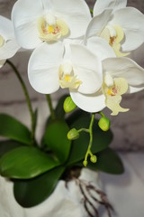 Naklejka na ściany i meble white Orchid Phalaenopsis