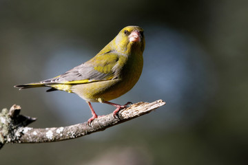 European greenfinch. Chloris chloris
