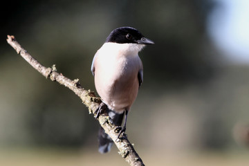 Azure-winged magpie. Cyanopica cyanus