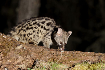 Genet. Genetta genetta