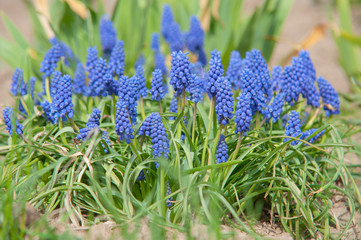 blue flowers in the garden