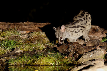 Genet. Genetta genetta