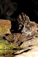 Genet. Genetta genetta