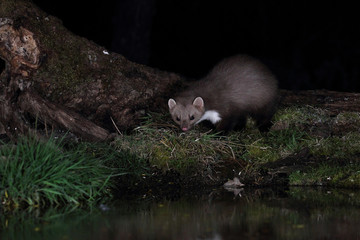 Stone marten. Martes foina