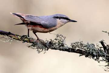 Eurasian nuthatch. Sitta europaea