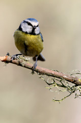 Blue tit, Cyanistes.caeruleus