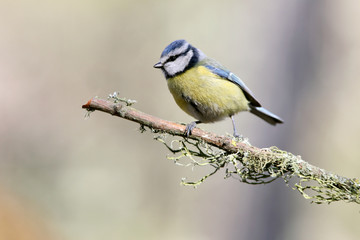 Blue tit, Cyanistes.caeruleus