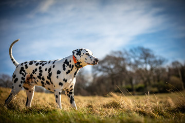 The Dalmatian