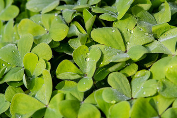 Green clover after the rain