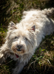 The West Highland Terrier