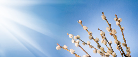 Obraz premium image of a willow branch against the sky close up
