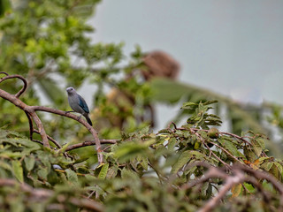 Blautangare, Tangara episcopus, sitting on the branches of a tree, Belize