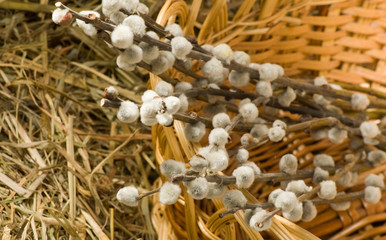 image of a willow branch 