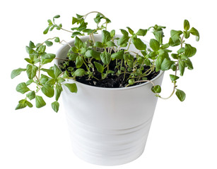 Marjoram (Origanum majorana) seedlings in white pot. old-sensitive perennial herb with sweet pine and citrus flavors. Green aromatic herb, young plants, leaves. Gardening concept. Healthy food