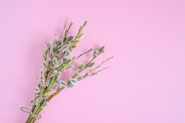 Easter holiday concept: Bouquet of willow on pink background with copy space