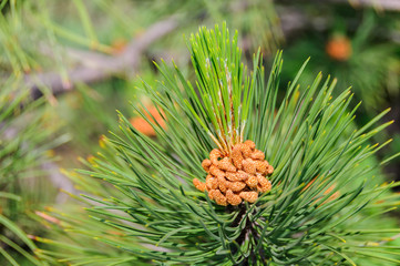 Naklejka na ściany i meble Young color of spring pine. Blossoming May coniferous forest. Male and female pine flowers for pollination and transformation into cones.