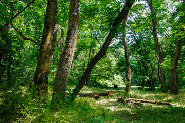 Obraz premium Forest. Spring forest with young lush foliage. The forest landscape on a sunny May day is distinguished by a particularly rich green foliage.