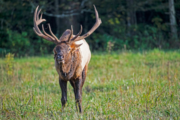A bull Elk with large antlers during the rutting season in the Smokies.