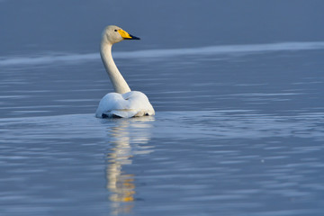 Obraz premium Singschwan in der Oberlausitz