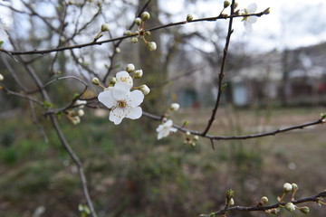 flowers in spring