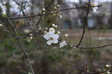 white flowers in spring