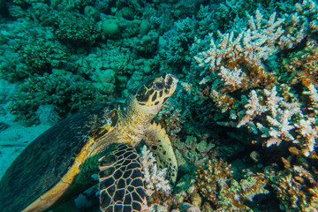 Hawksbill sea turtle in the Red Sea, dahab, blue lagoon sinai