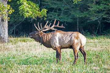 A bull Elk with large antlers during the rutting season in the Smokies.