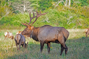 Naklejka na ściany i meble A bull Elk checks on his harem during the rutting season.