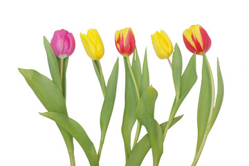 Five isolated tulips