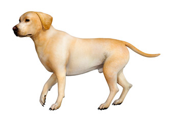 Fototapeta premium 3D Rendering Labrador Dog on White