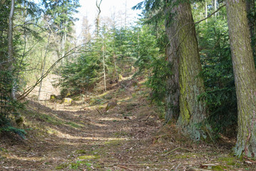 Waldweg