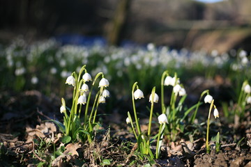 Märzenbecher