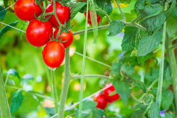 Fresh ripe red tomatoes plant growth in organic greenhouse garden ready to harvest