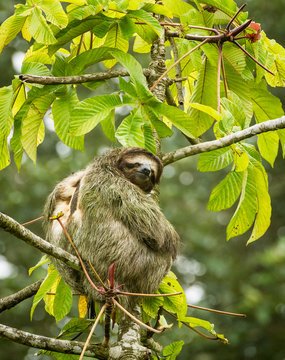 Brown-throated sloth (Bradypus variegatus), three-toed sloth