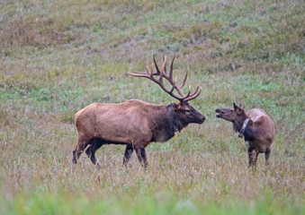 Naklejka na ściany i meble Little female Elk back talks a big bull male Elk.