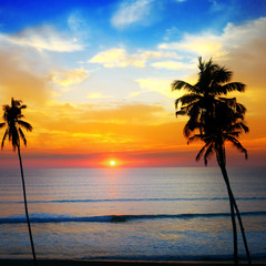 Delightful sunset over the ocean. Against the sky the dark silhouette of coconut trees.