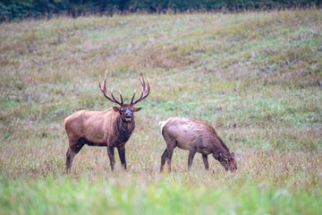 A bull Elk checks on his harem during the rutting season.