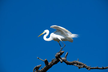White egret standing on a high branch against a deep blue sky
