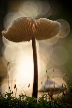 A Fairy-ring mushroom (Marasmius oreades) grows out of a lush moss bed.